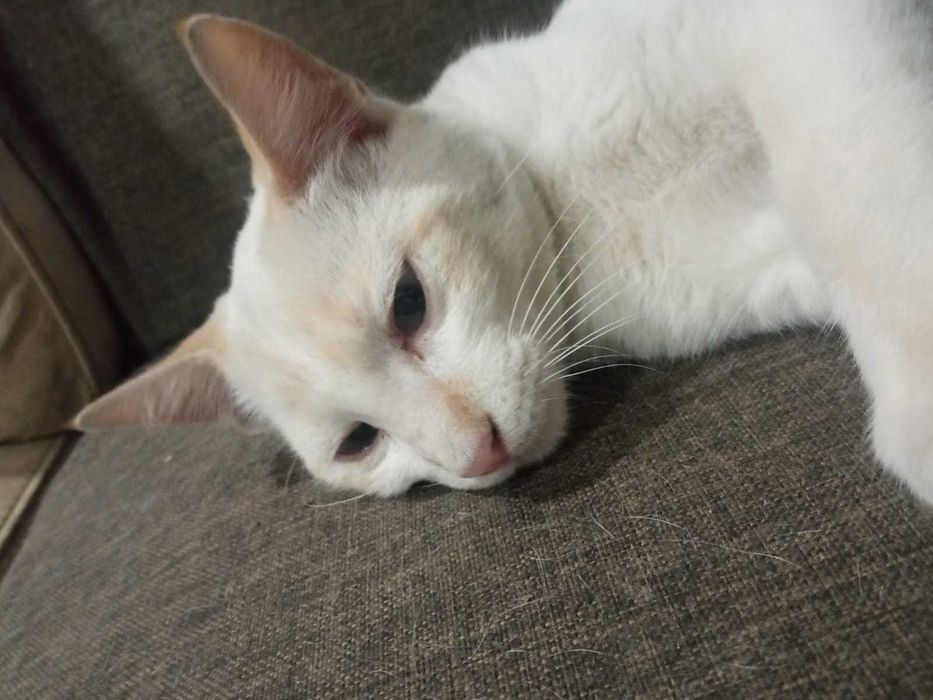 Gatinhos para adotar