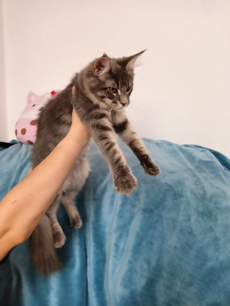 Maine coon MASYWNA kotka niebieska pręgowana do hodowli FPL