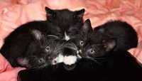 котята черно белые без породы .15 04 2023 др домашние чистые