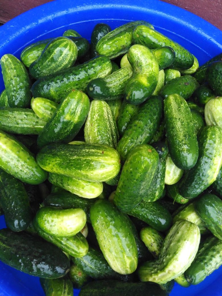 Sprzedam ogórki gruntowe