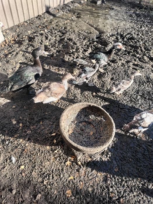 Kaczki kaczory piżmowe francuskie młode