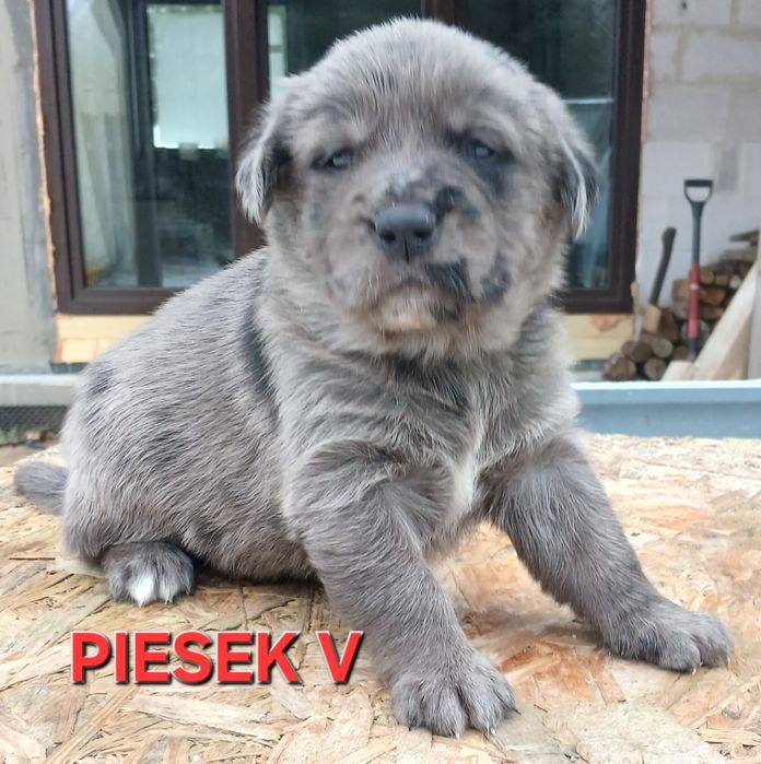 Szczeniak chłopiec do oddania.