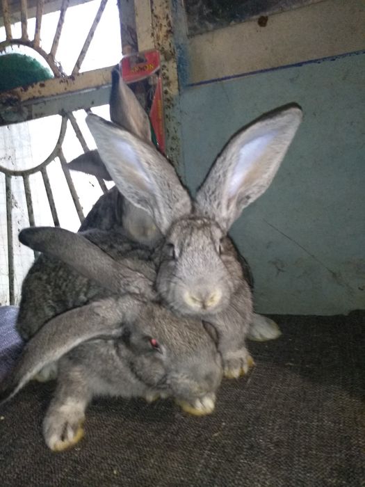 кролики породы советская шиншилла , в продаже самцы и самки.