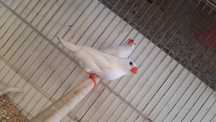 Mandarins (frescos e fofos)
Aves
