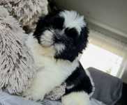 Shih Tzu piesek...
