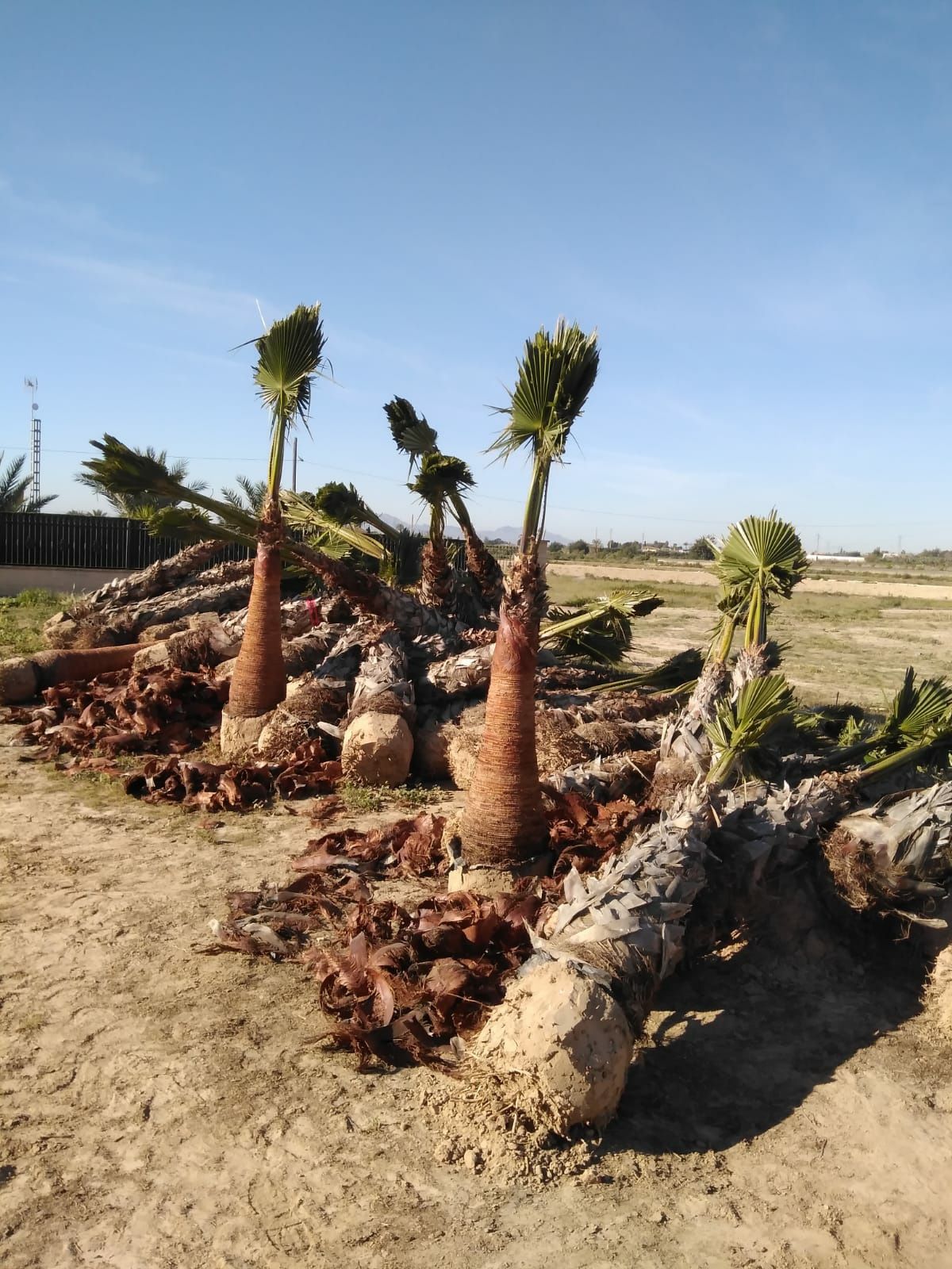 Washingtonia robusta Palmeiras 10 a 12 metros de tronco