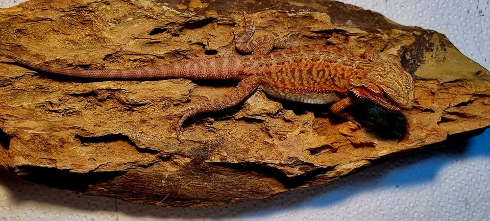 Agamy brodate młode