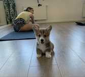 Rudy corgi chłopiec