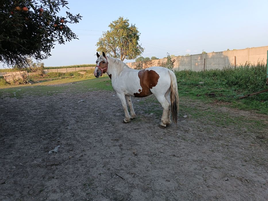 Koń klacz pogrobiony