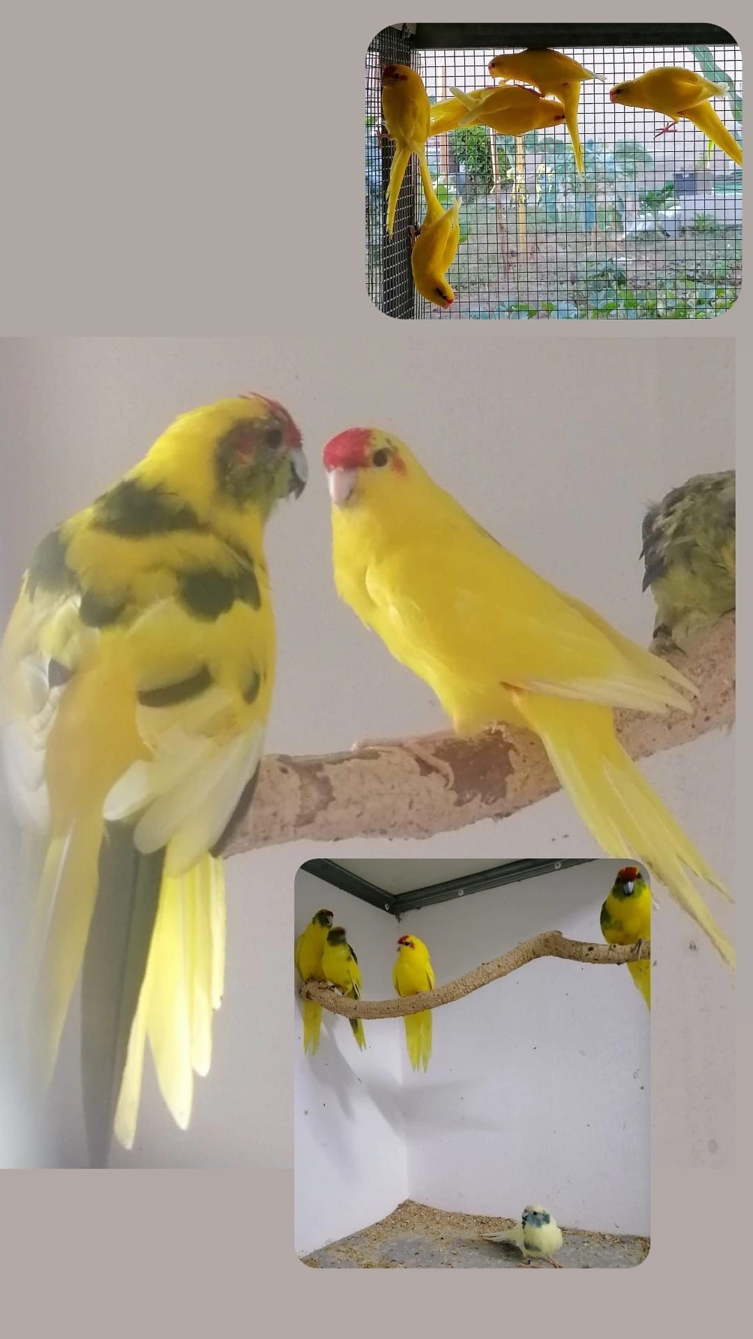 Kakarikis novos e adultos