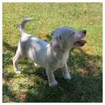 Jack Russell Terrier.  Piesek
