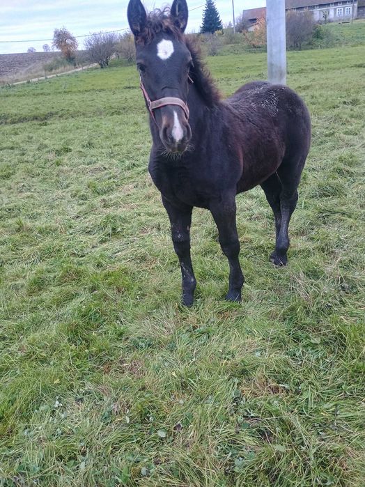 Sprzedam konie zimnokrwiste  .