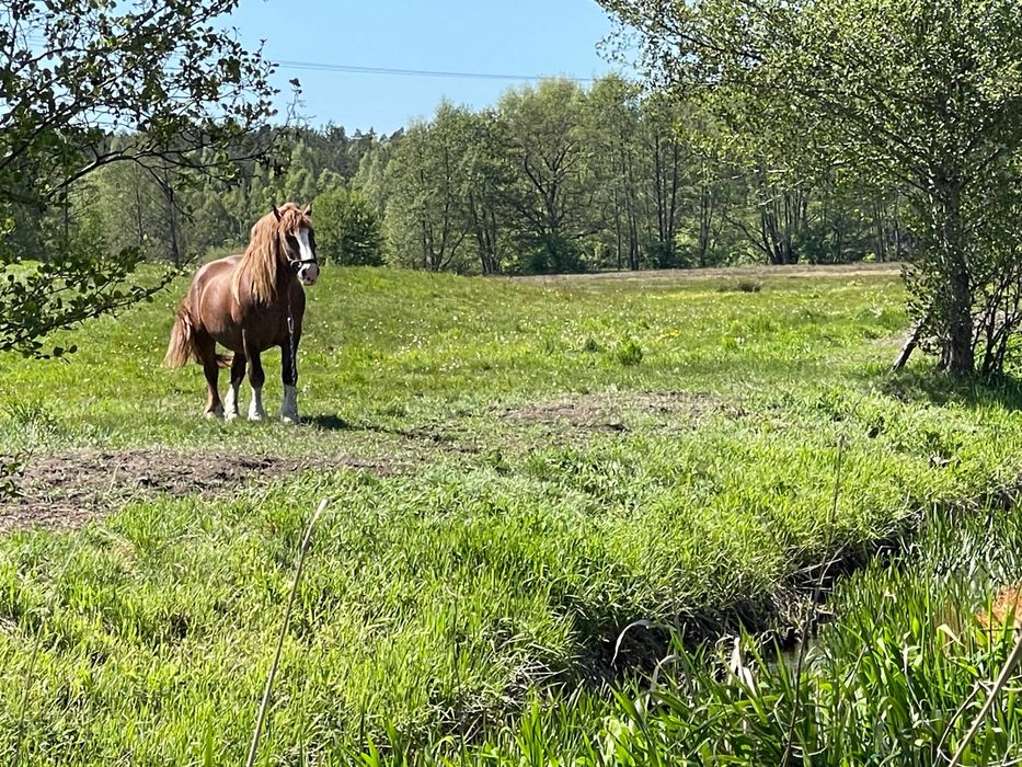 Najpiękniejsza działka - Strumyk - 30 Arów - MEDIA - Brak Planu ZP -