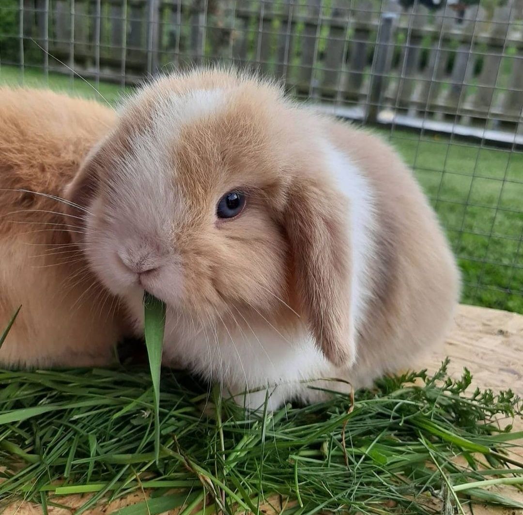 KIT Coelhos anões orelhudos, mini lop super inteligentes