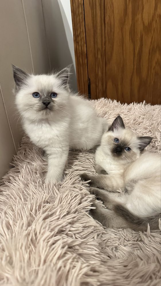 Sorzedam kotkę rasy Ragdoll