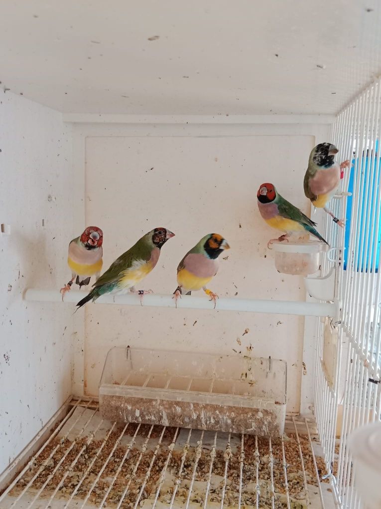 Diamantes de Gould