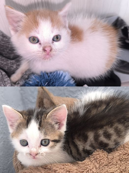 Кошенята шукають родину