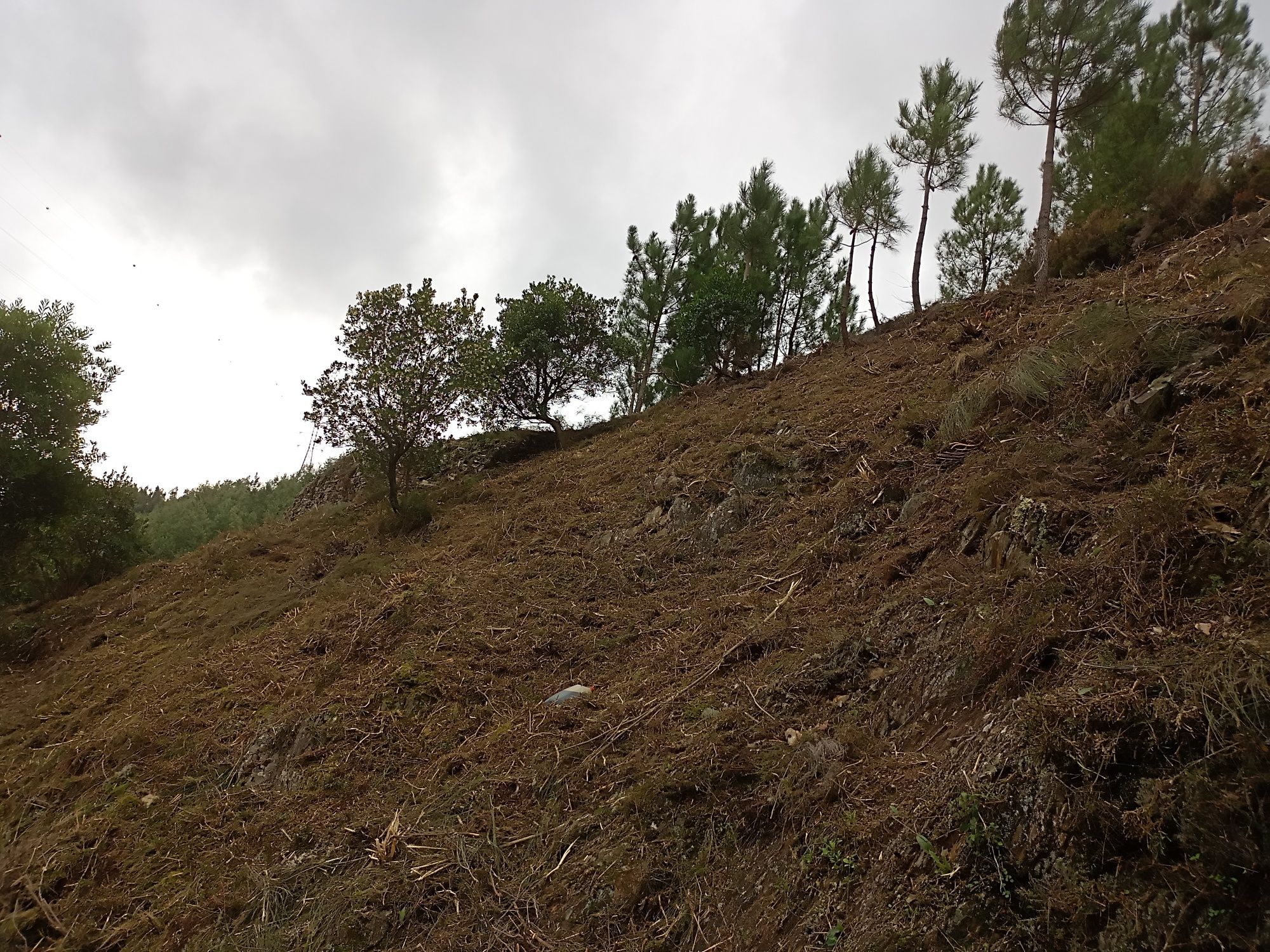 Limpezas de terrenos