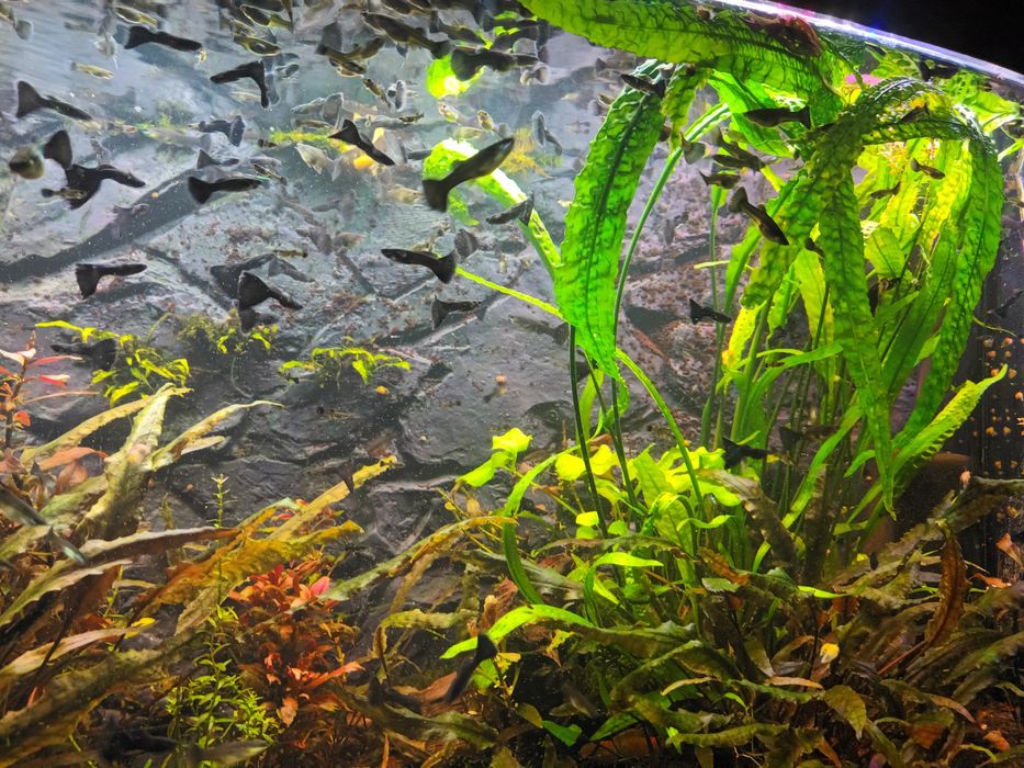 Czarne Gubiki Moskiewskie