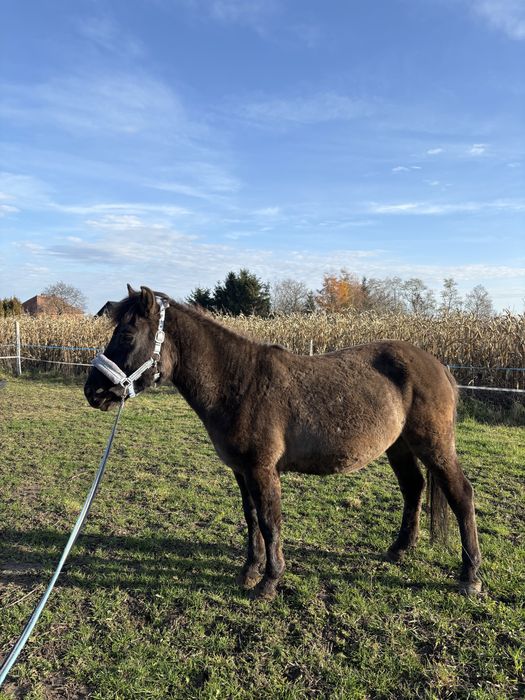 Wałach huculski, hucuł