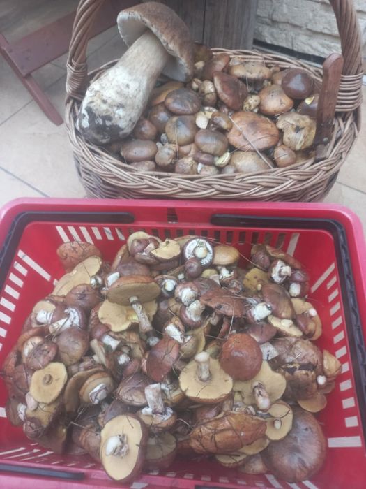 Sprzedam grzyby 15zł kg
