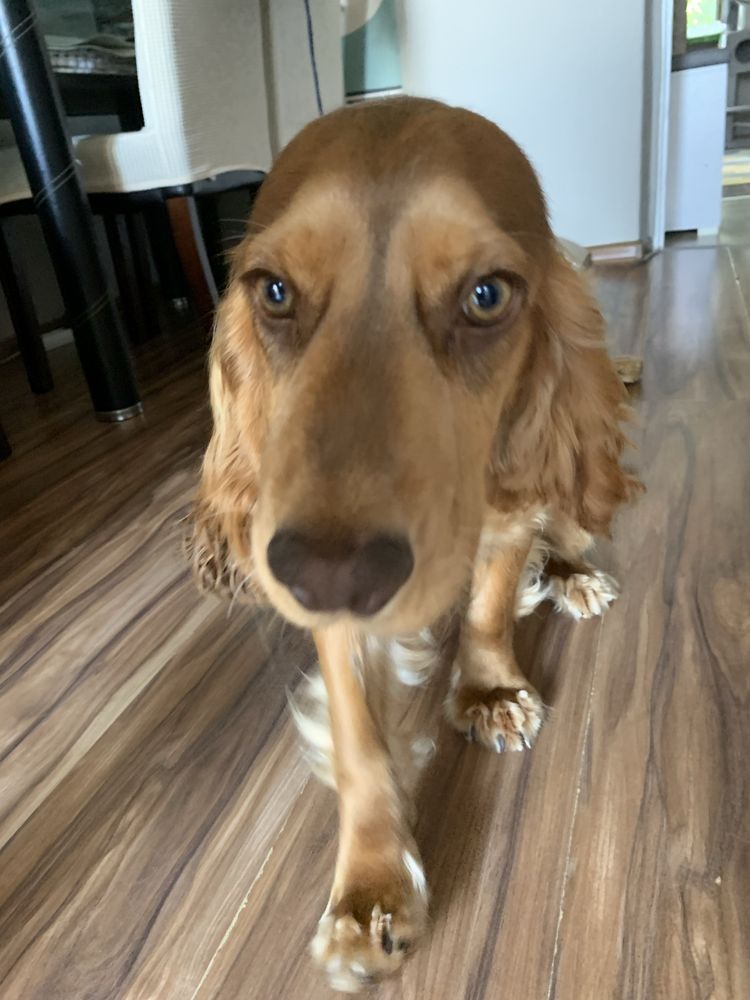 Piesek rasy cocer spaniel sobolowo-czekoladowy.