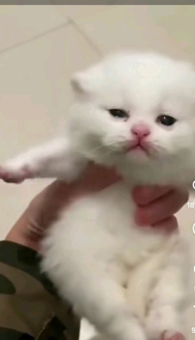 Красивенькі кошенята породи Скотіш Фолд