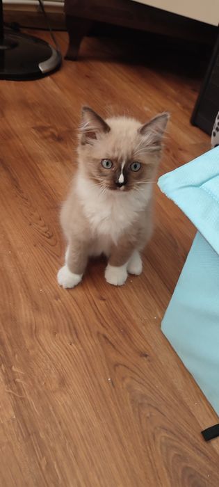 Ragdoll Cherubin Mink rodowód TICA