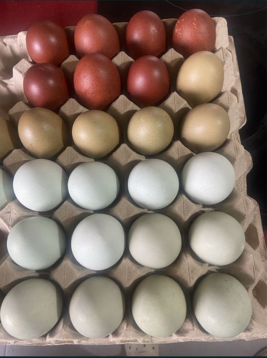 La Bresse Gauloise / Olive Egger - Ovos Galados