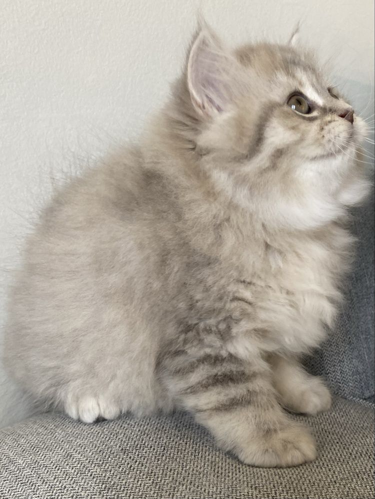 British Longhair