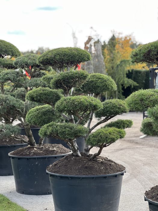 Bonsai sosna niwaki duże drzewa wiele gatunków BONSAI PARK