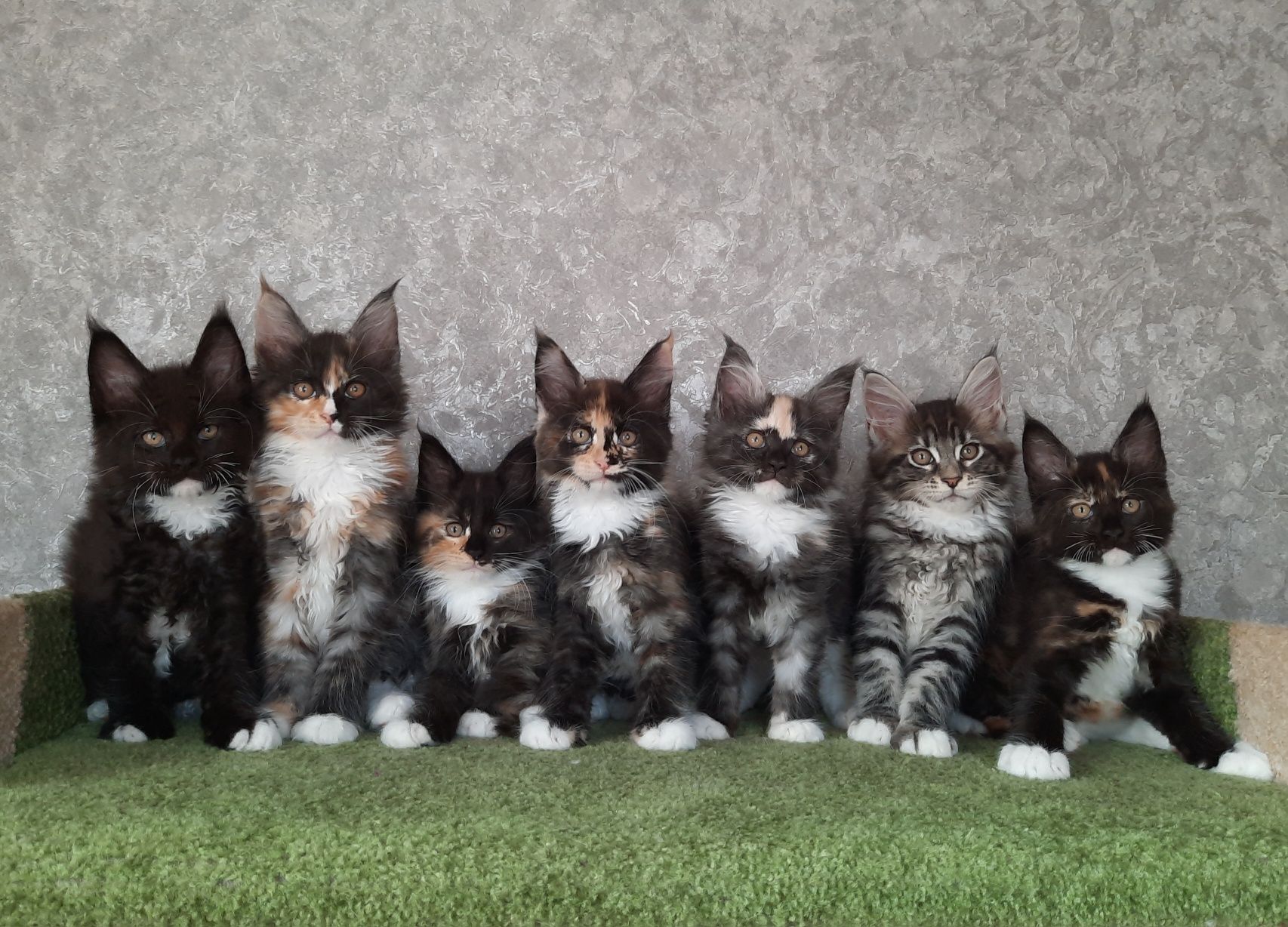 Мейн Кун котята!