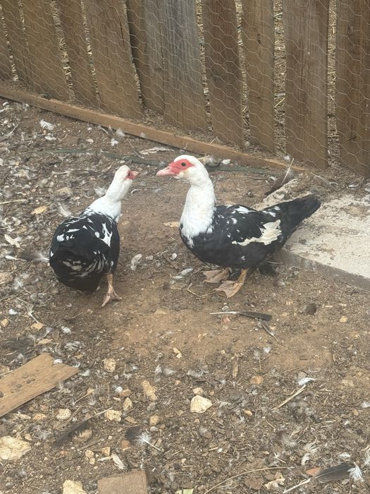Lote patos mudos