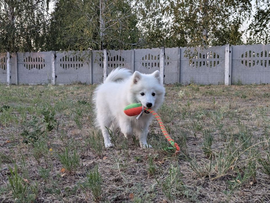 Японский шпиц КСУ