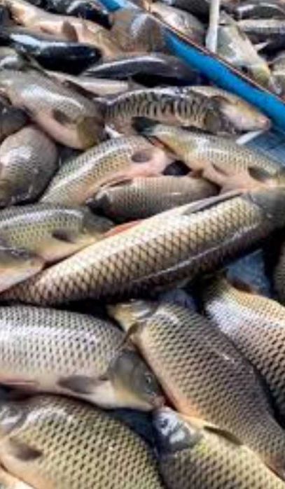 Продам живу рибу оптом