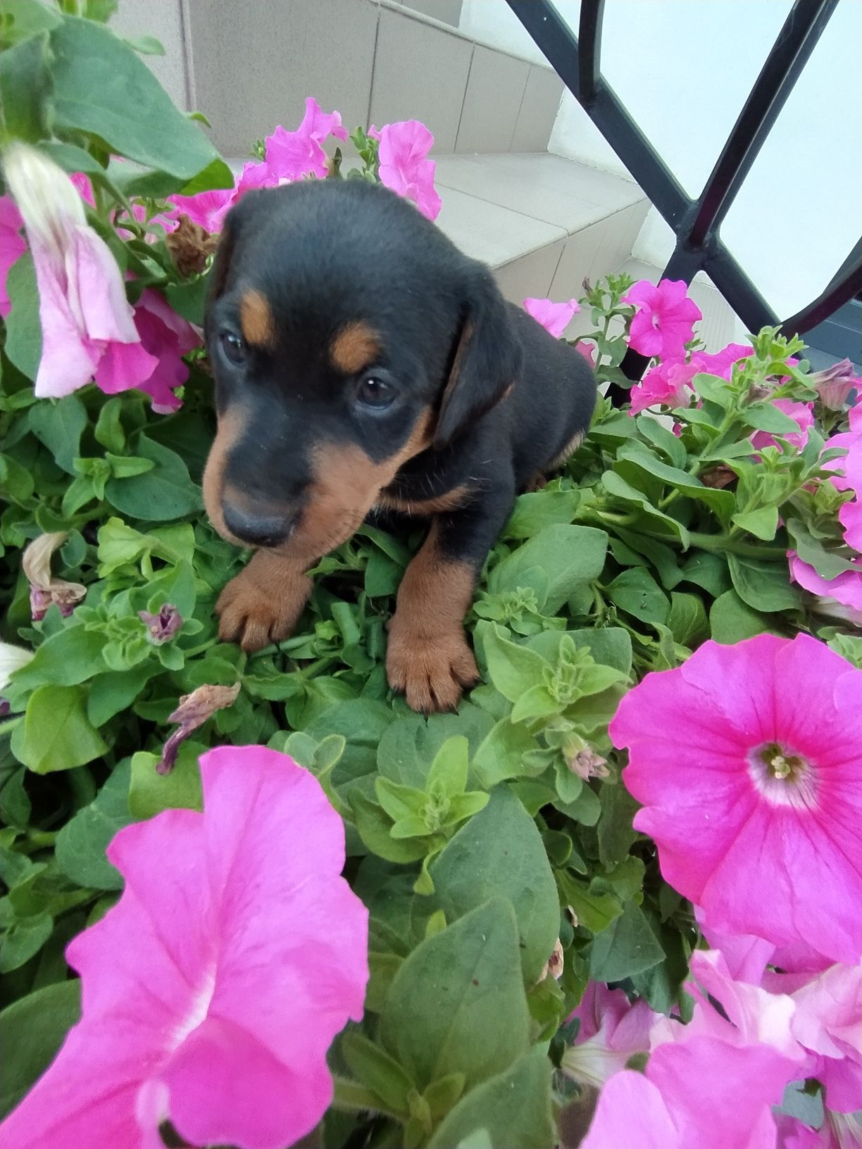 Oddam pieski terrier niemiecki