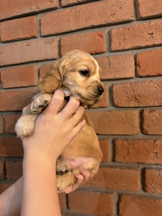 Cocer spaniel szczenię
