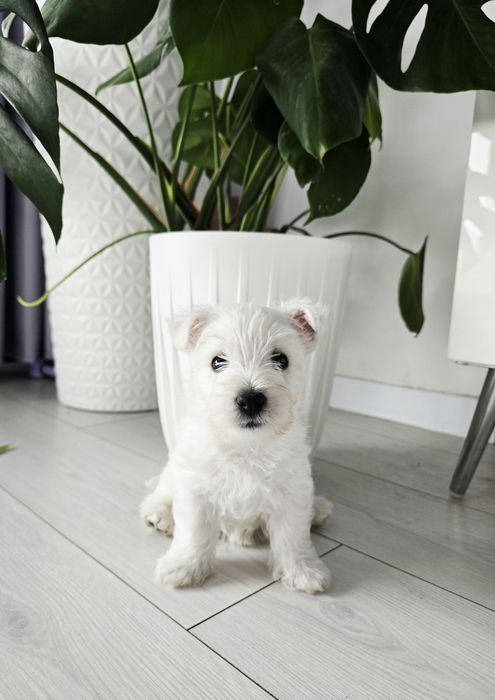 West highland white terrier Fci