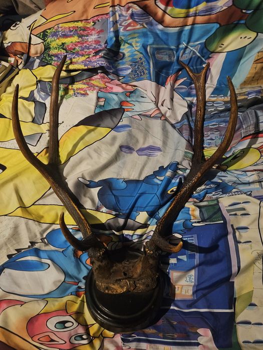 Poroże jelenia prawie stuletnie