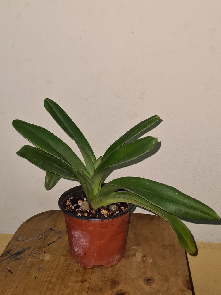 Paphiopedilum insigne - Orquídea Sapatinho