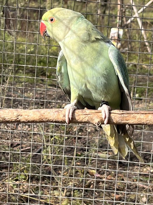 Casal de Ring Necks de 2025