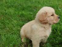 Golden Retriever - złota suczka ZKwP FCI