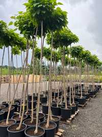 Catalpa bignonioides Nana / Surmia / Katalpa / detal i hurt