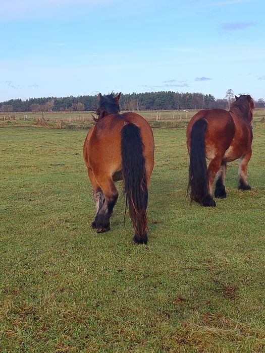Sprzedam konie zimnokrwiste