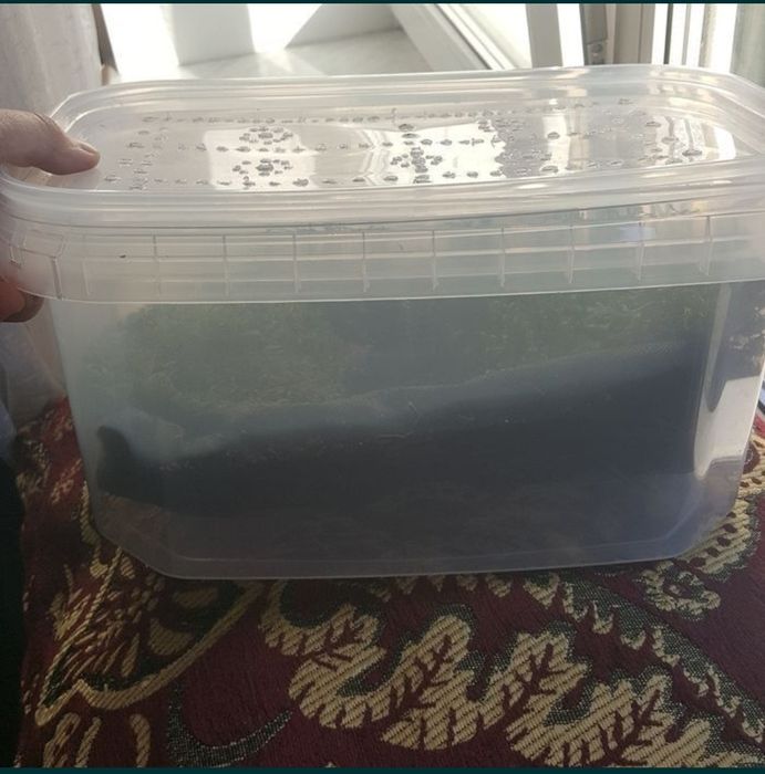 Подарунковий набір УляСет3 Ukrainian White Gold