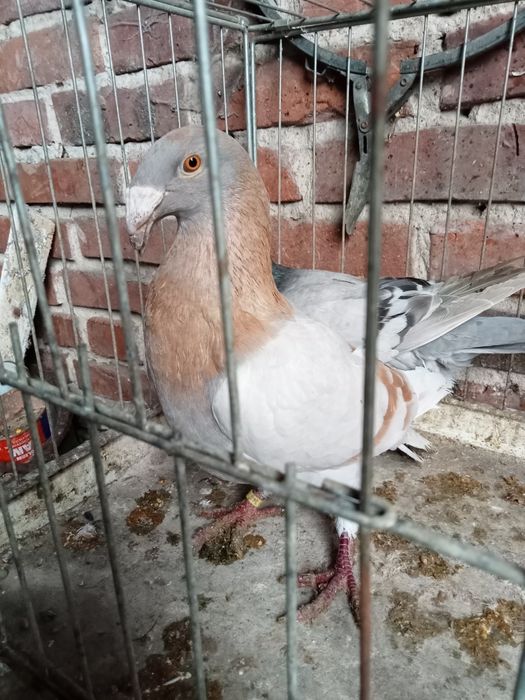 Gołębie rzeszowski rzeszowskie