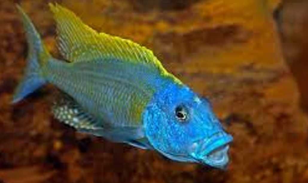 Buccochromis rhoadesii - dowozimy, wysyłamy