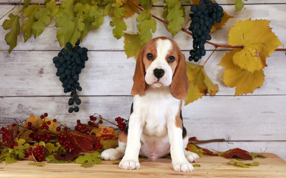 Цуценя бігля КСУ хлопчик Нік, щенок бигля мальчик