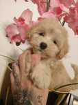 Suczka  Maltipoo