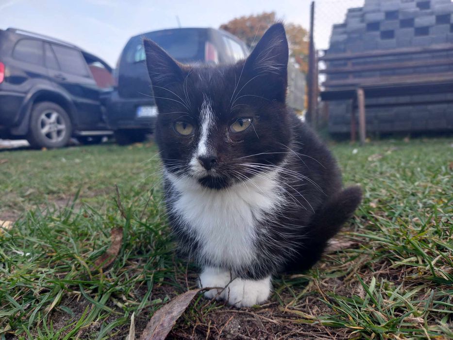 Pilne! Oddam kotki w dobre ręce